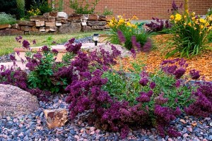 xeriscaped landscape - water efficient